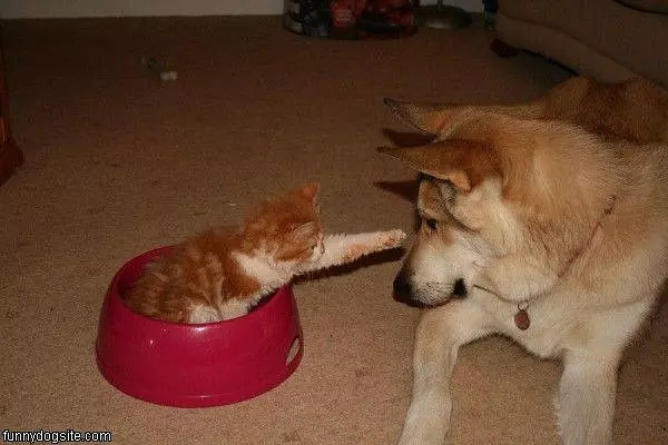 Lets Play
