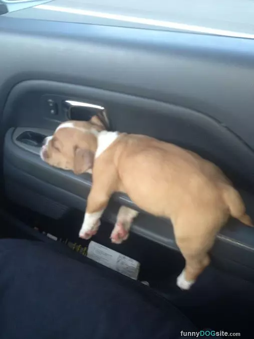 A Doggy Holder