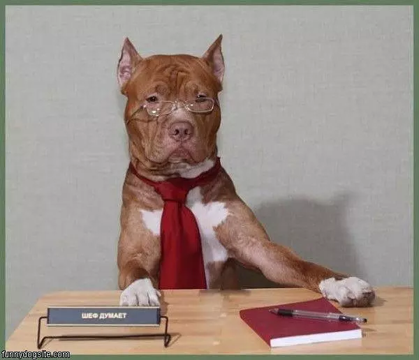 Smart Dog
