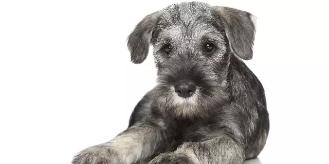 Standard Schnauzer white ba...