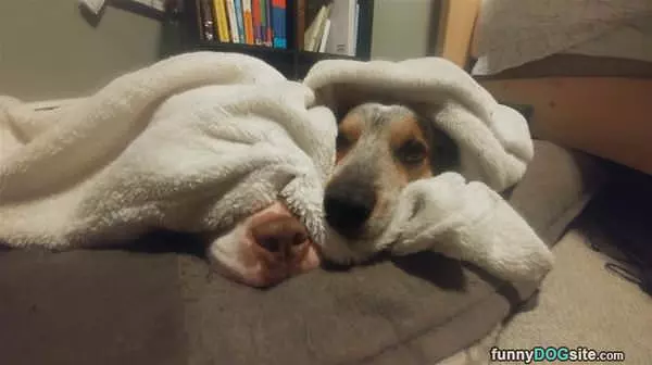 Cuddled Up