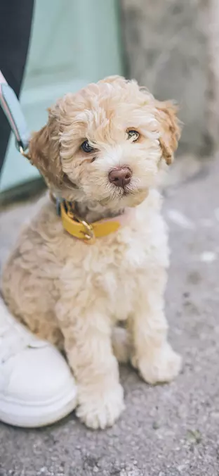 Poodle Toy