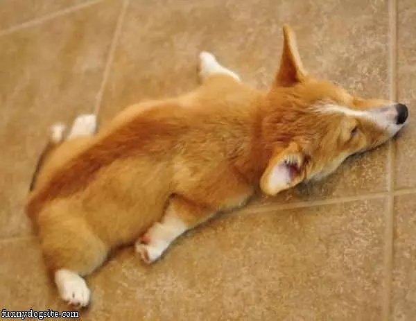 One Tired Puppy