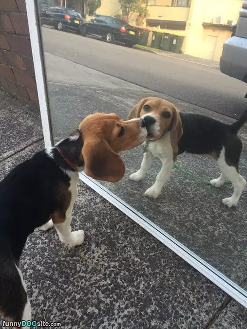 Mirror Dog