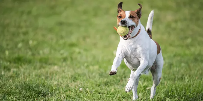 Danish-Swedish Farmdog playing
