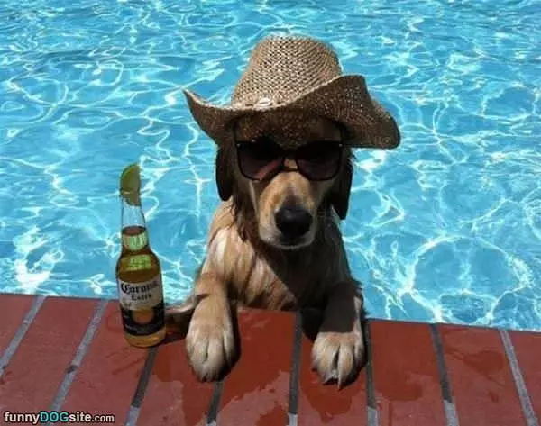 Here For A Beer