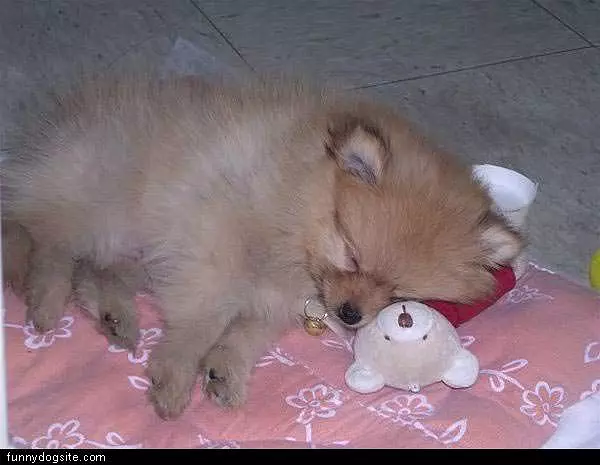 I Sleep Here