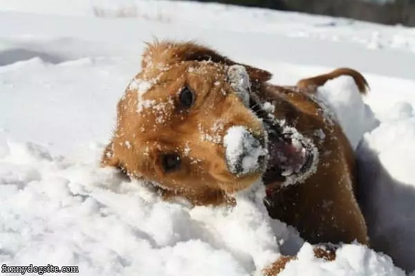 Being All Cute In The Snow