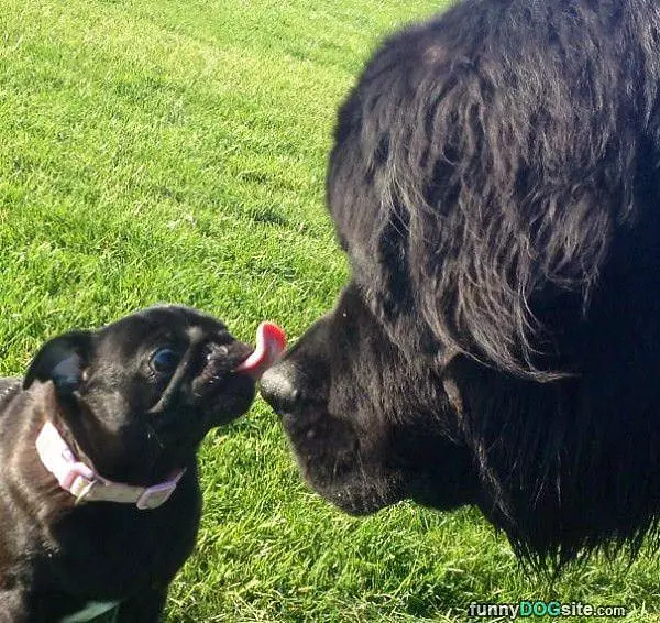 Give Me Another Kiss