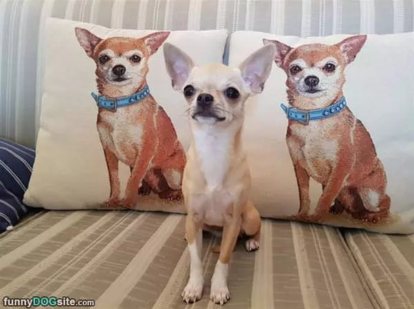 I Have My Own Pillows