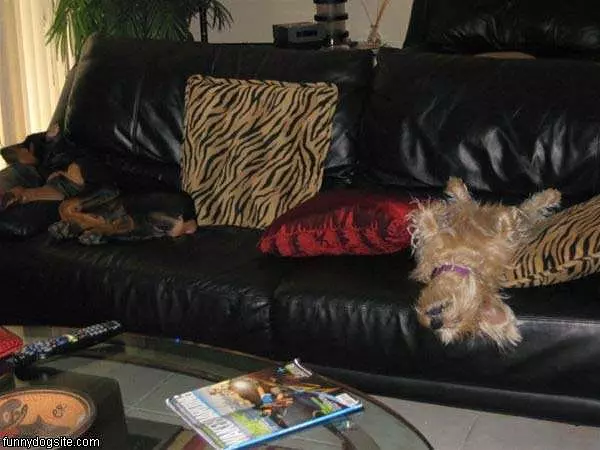 Very Sleepy Dogs