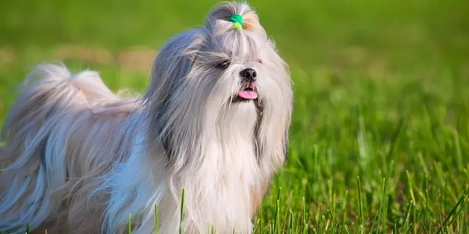 Shih Tzu dog in the garden