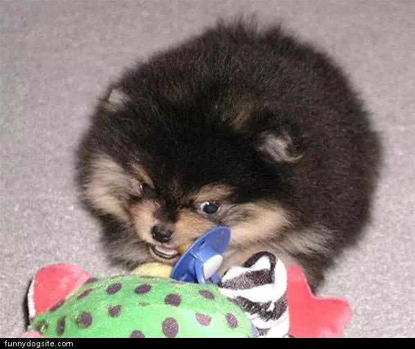 Funny Face Dog