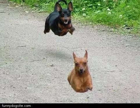 Running Dogs