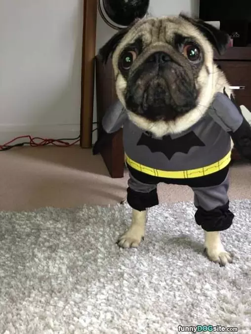 Bat Pug