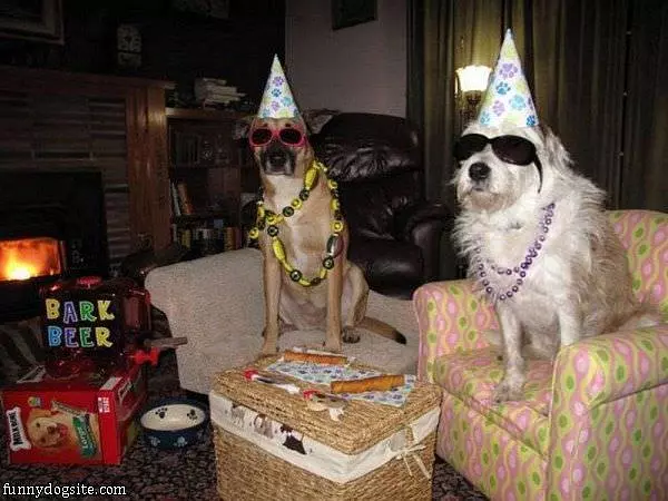 Dog Birthday Party