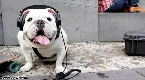 Dj Dog