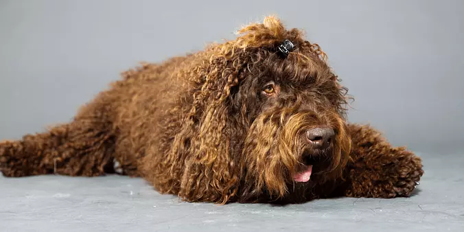 Barbet Dog smiling