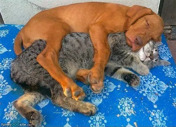 Give You A Hug
