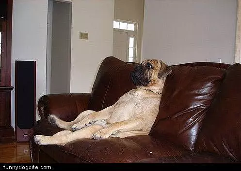 Dog Lounging