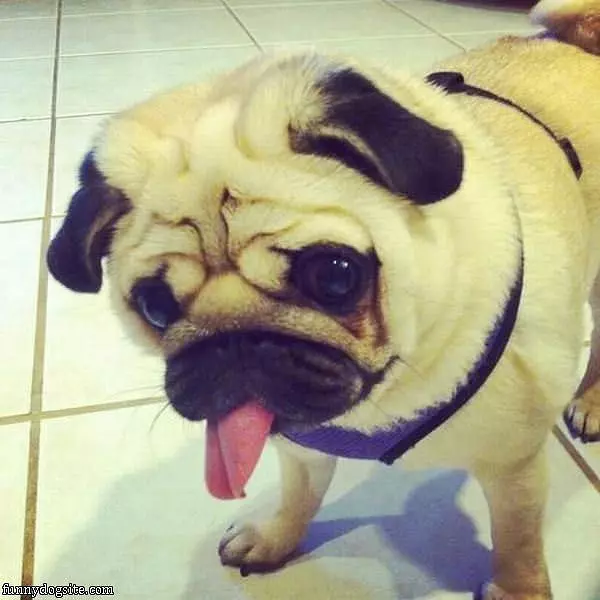Tongue Way Out