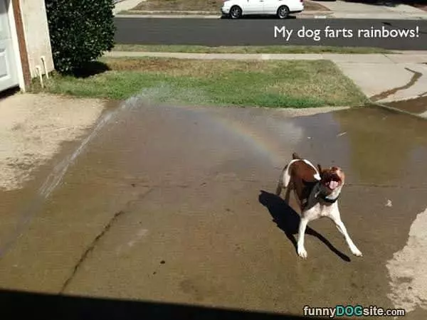 Dog Farts