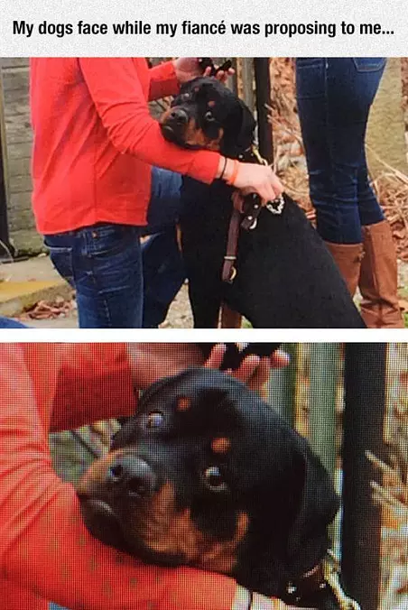 My Dogs Face