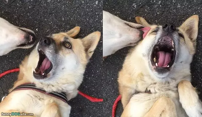 Rawwwwwwwww