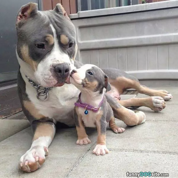 Gimme Kisses