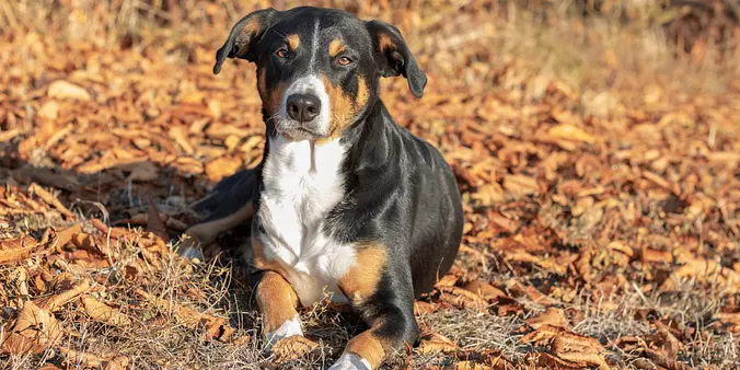 Appenzeller Sennenhund