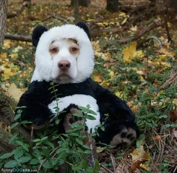 I Identify As A Polar Bear