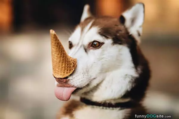 I Has A Cone