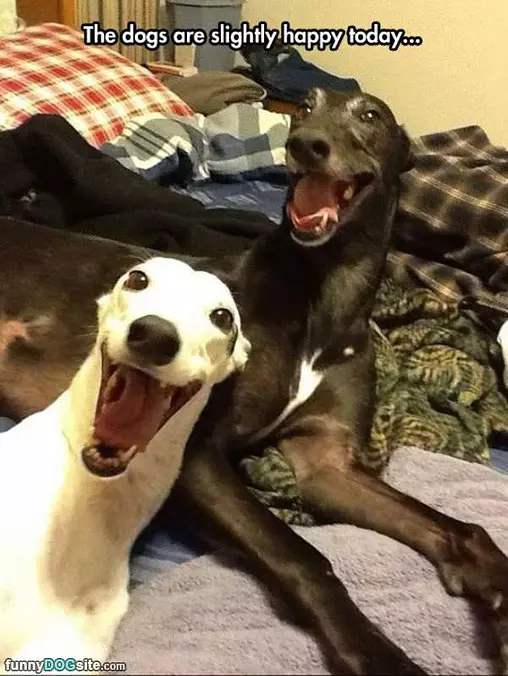 Dogs Are Happy Today