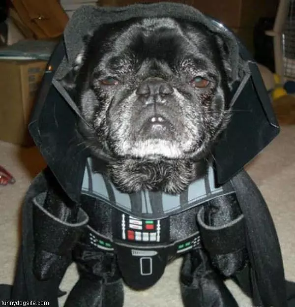 Darth