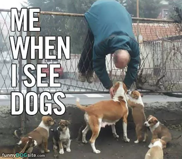 When I See Dogd