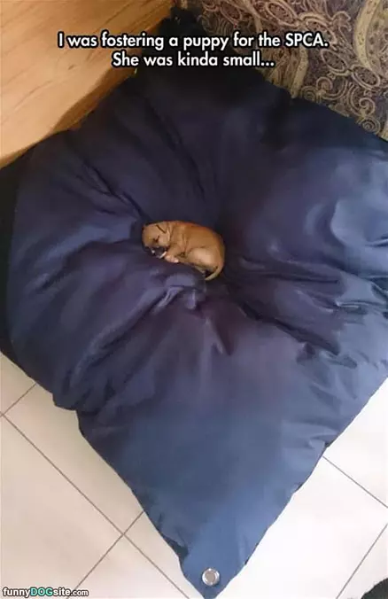 Little Dog Big Bed