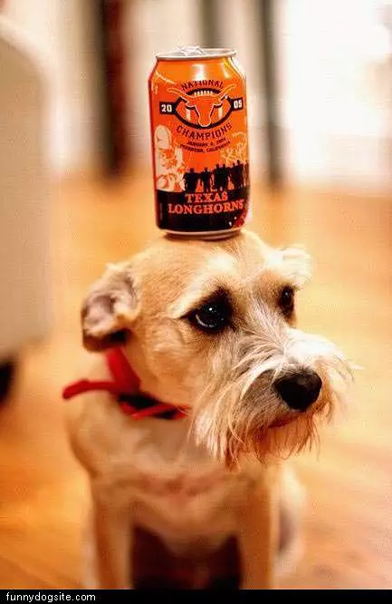 Dog Balances Beer