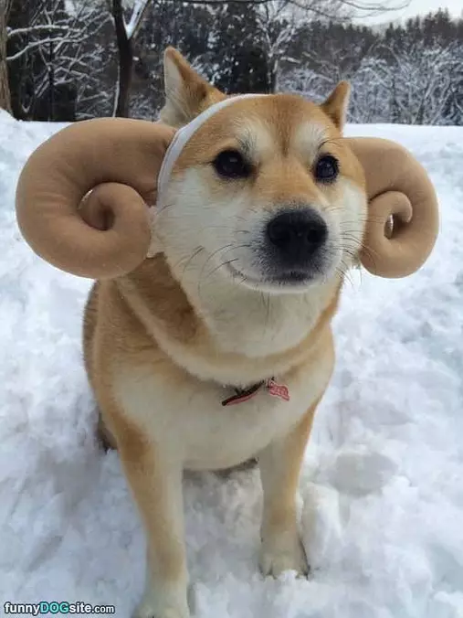 My Ears