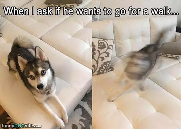 Want To Go On A Walk