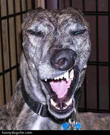 Funny Face