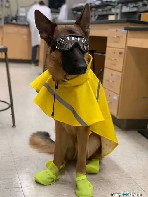 I Am Superdog