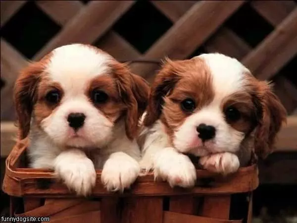 Basket Dogs