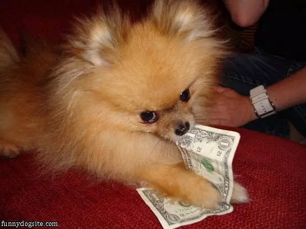 Nom Nom Money