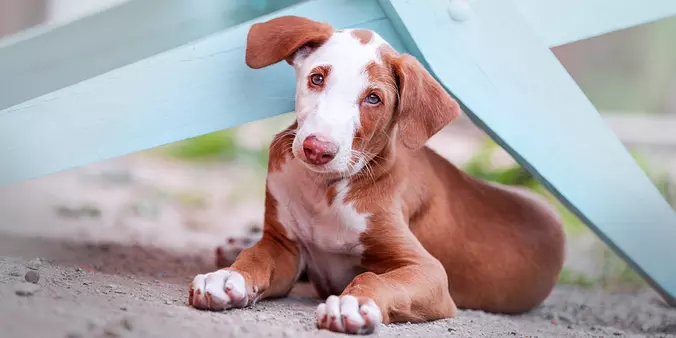 Ibizan Hound puppy