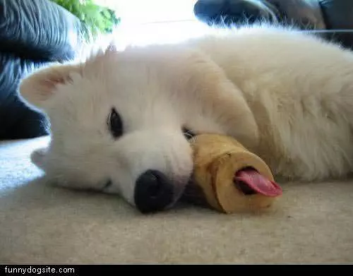 Chew Toy