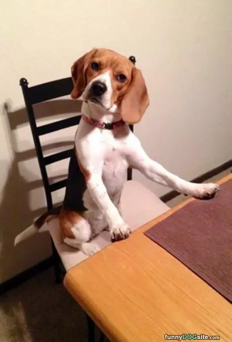 Well Where Is My Dinner