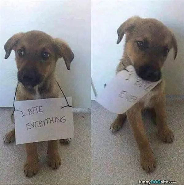 I Bite Everything