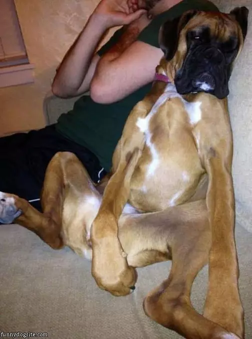 Dog Is Lounging