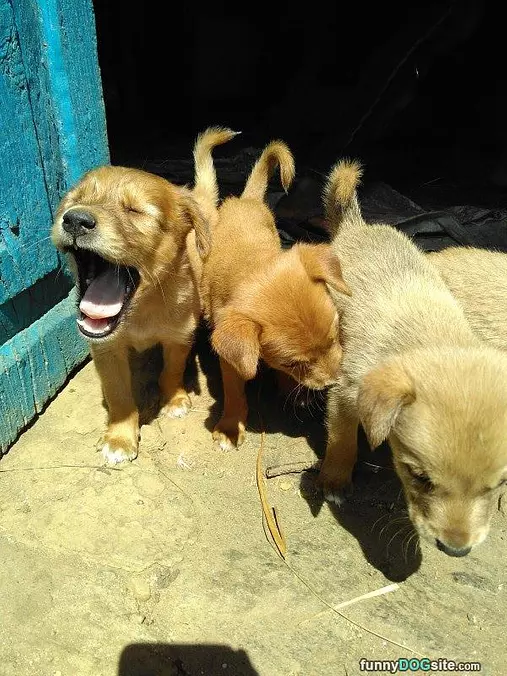 Hahahaha Woof