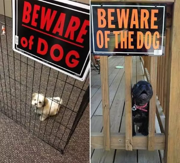 Watch Out For These Dogs